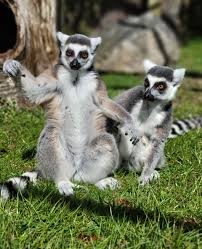 Photo of two ring tailed lemurs